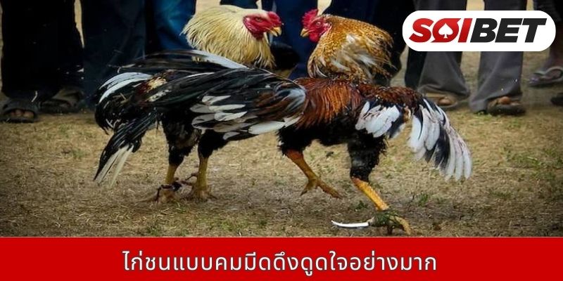 ไก่ชนแบบคมมีดดึงดูดใจอย่างมาก
